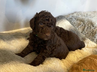 Cockapoo dogs - Advert 6