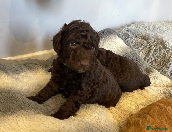 Cockapoo dogs - Advert 11