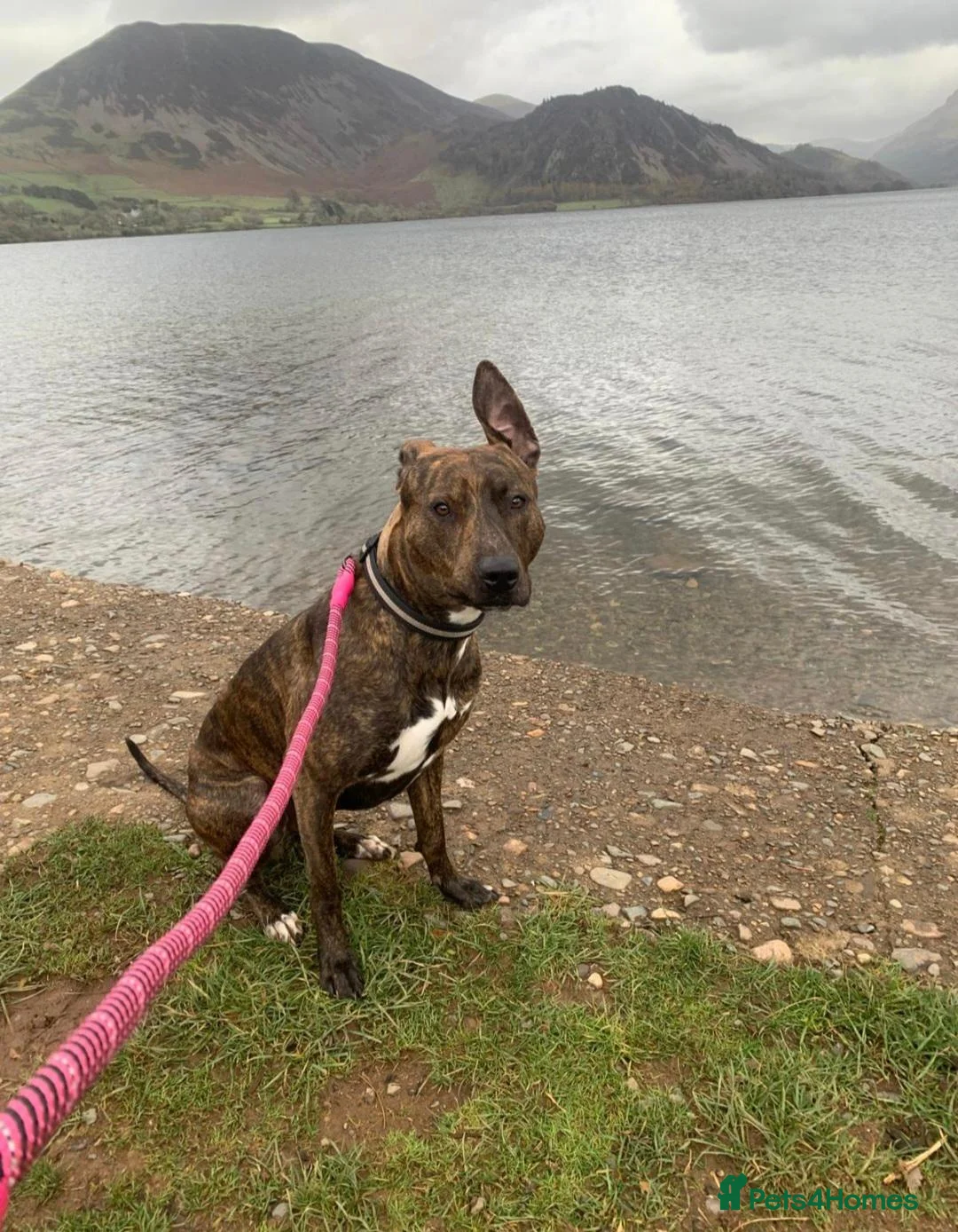 Mixed Breed dogs for sale: Rehome my 2 year old lurcher cross - Advert 2