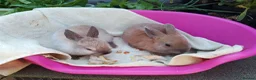 Netherland Dwarf rabbits for sale: Baby Male Netherland Dwarf Rabbits - Advert 6