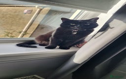 Mixed Breed cats for sale: Lovely 4 year old female to be rehomed - Image 3