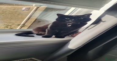 Mixed Breed cats - Advert 2