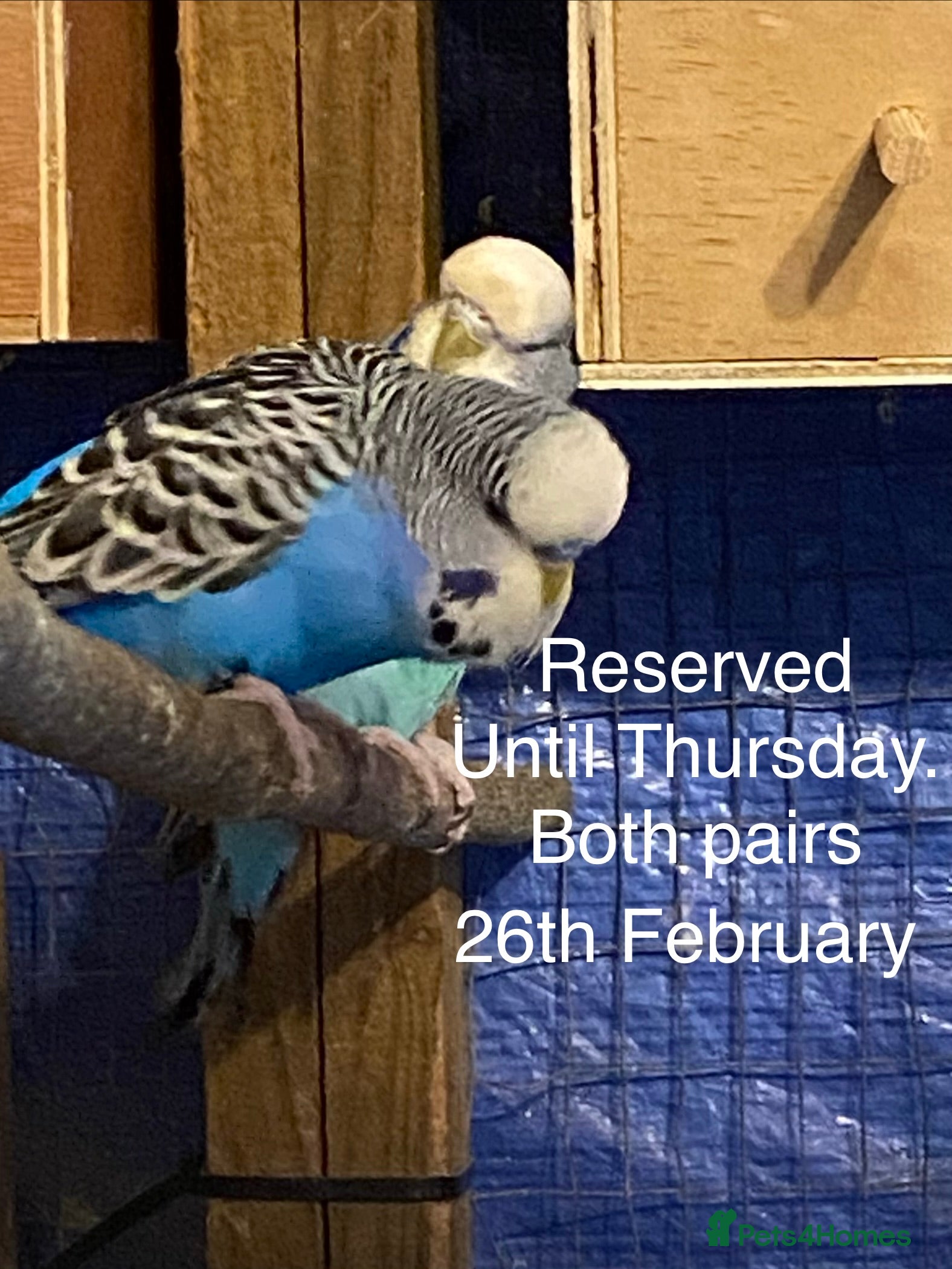 Budgerigars birds Reserved 2 pairs of Budgies for sale  - Advert 18