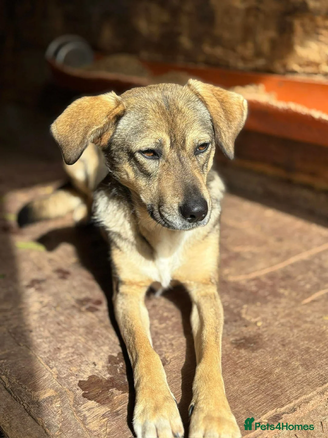 Mixed Breed dogs for adoption: Cher 💕 - Advert 1