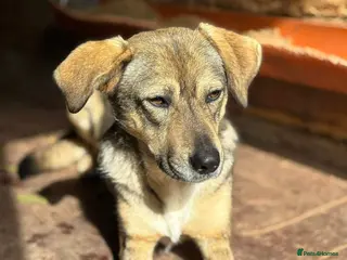 Mixed Breed dogs Cher 💕 - Advert 1