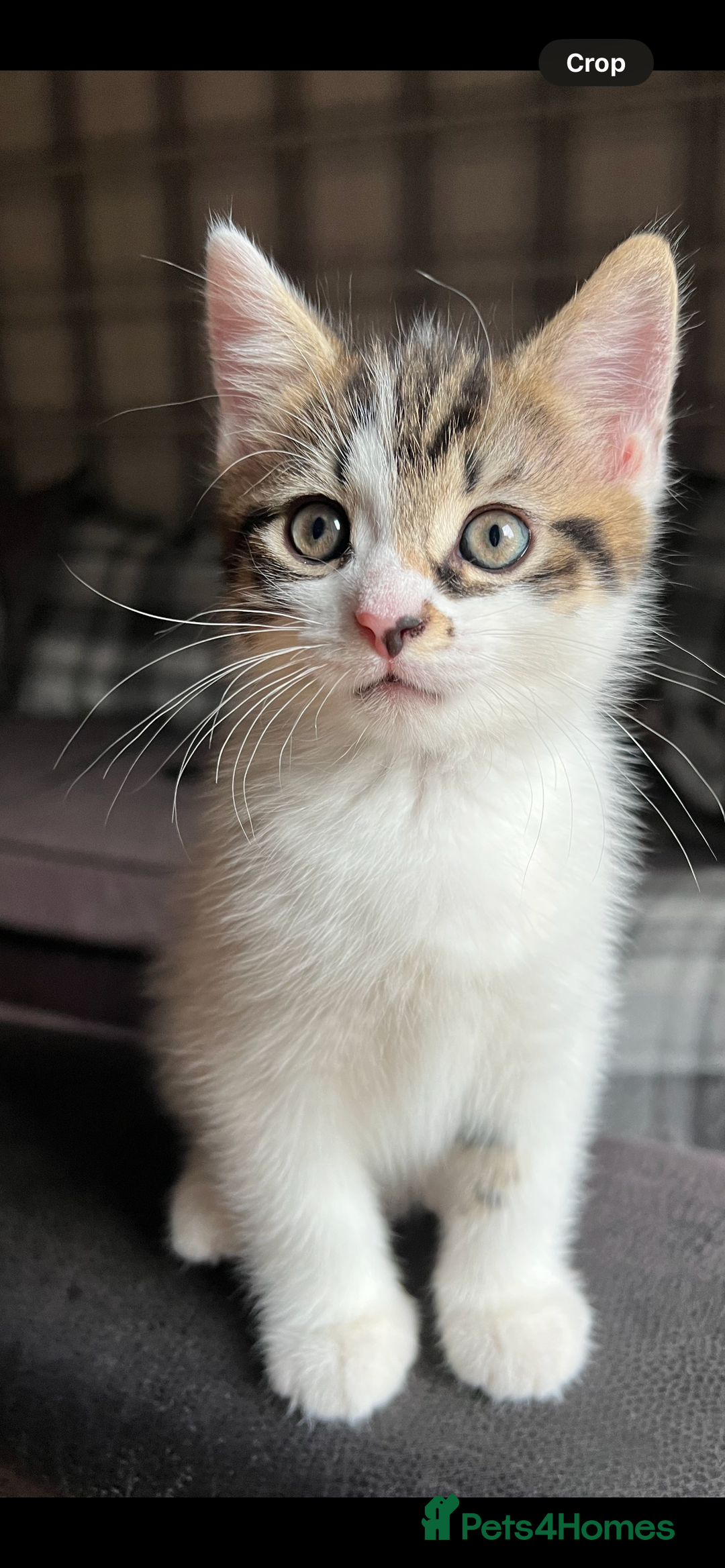 Mixed Breed cats for sale: 2 male kittens for sale  - Image 5