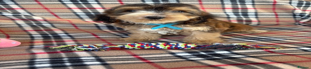 Cockapoo Puppy 2