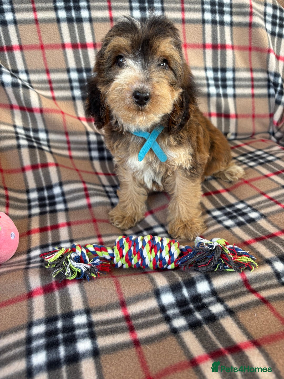 Cockapoo dogs for sale: Stunning F1 cockerpoo puppies - Image 6