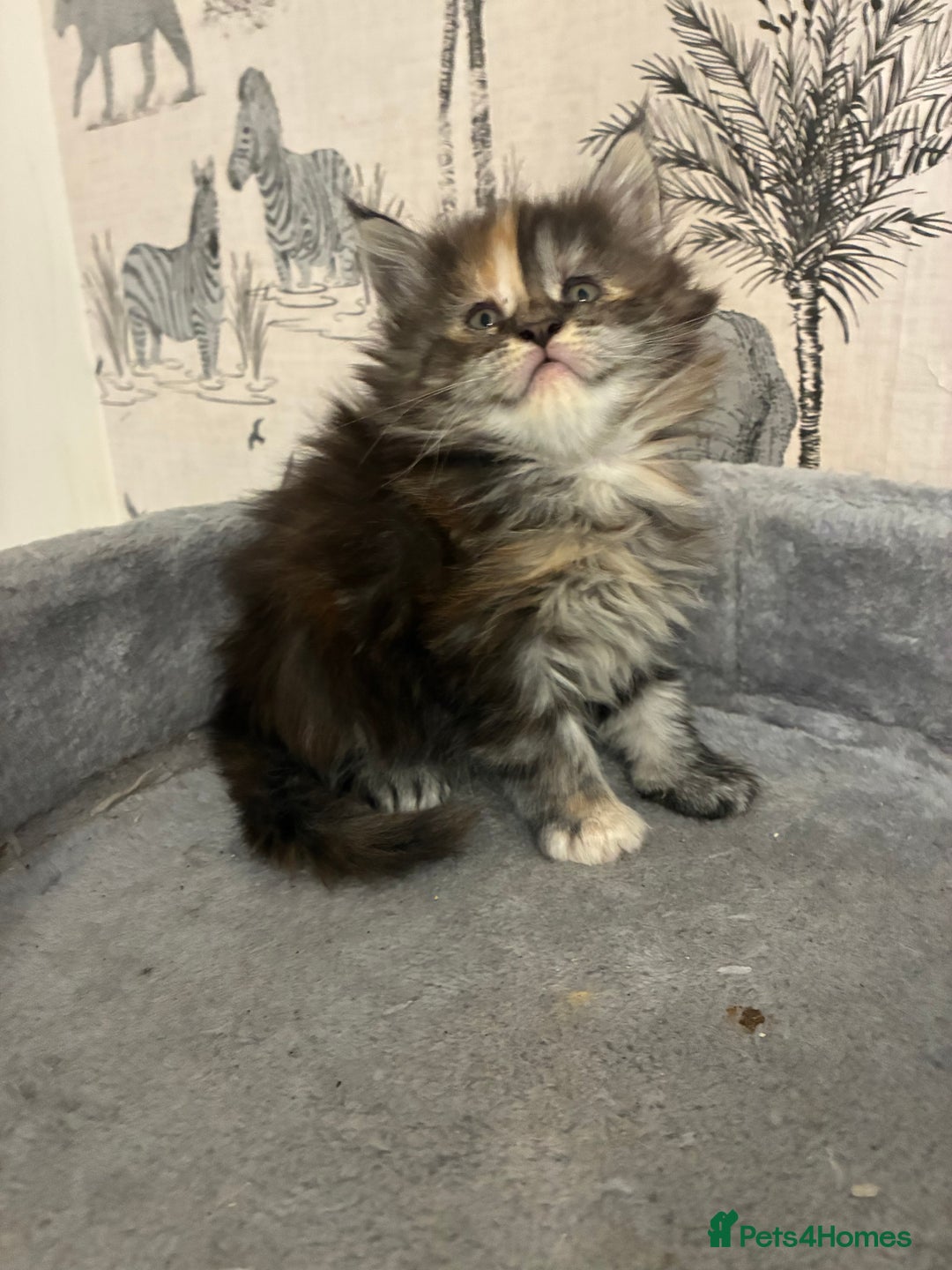 Maine Coon cats for sale: Maine Coon Kittens - Advert 7