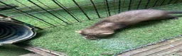 Ferret rodents for sale: Baby Ferret - Advert 7