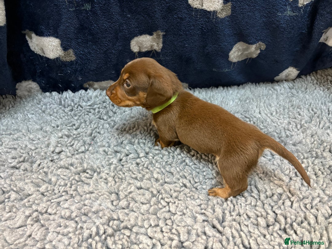 Miniature Dachshund dogs for sale: KC Miniature Dachshund Puppies Last Boy 🐶 - Advert 10