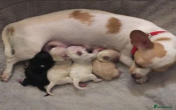 Chihuahua dogs for sale: Chihuahua puppies - Image 4