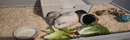 Guinea Pig rodents for sale: 3 Female Guinea Pigs For sale - Advert 3