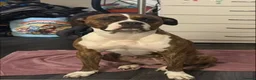 Mixed Breed dogs for sale: Boxer Shepherds puppies - Advert 1