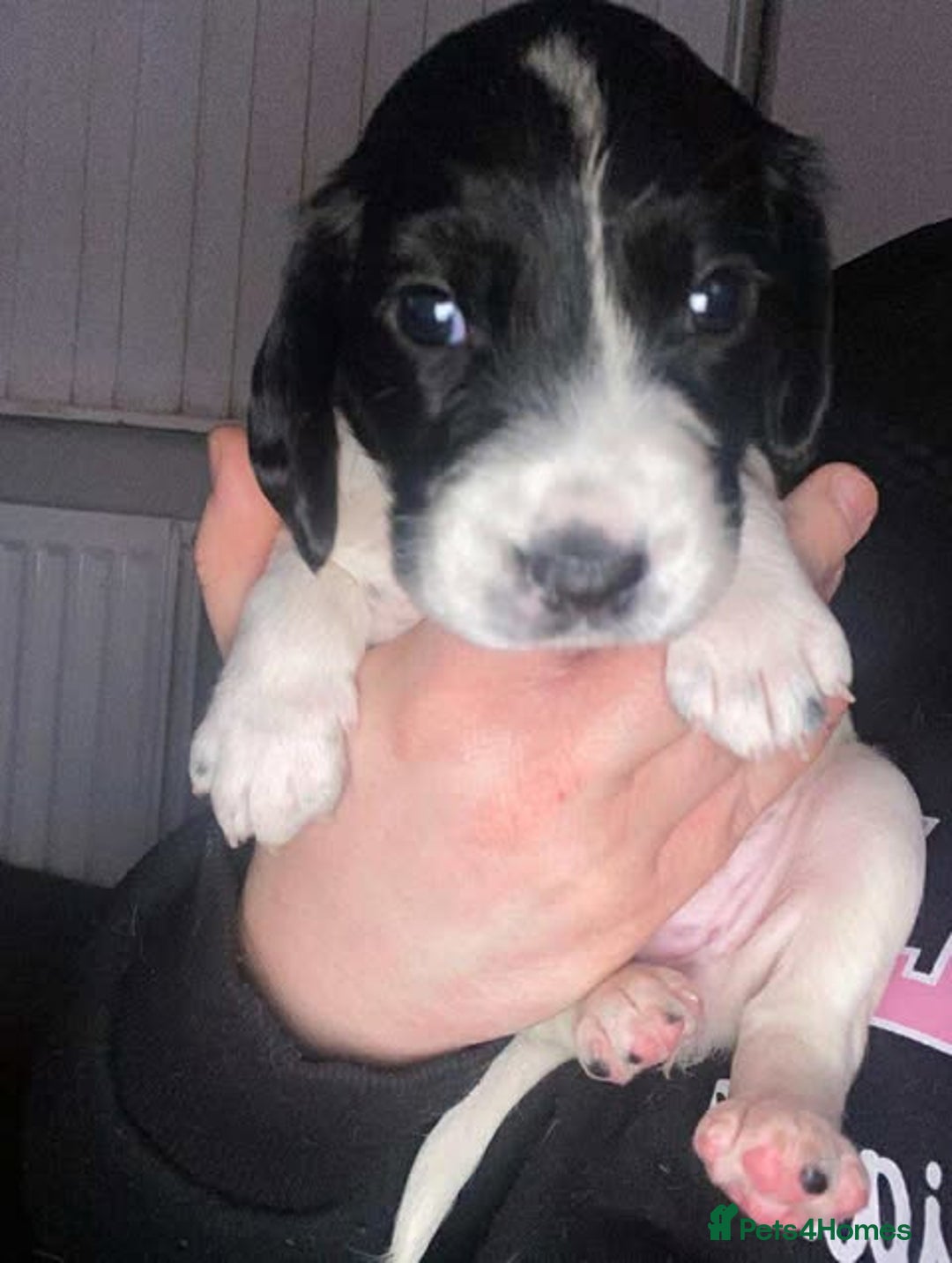 Sprocker dogs for sale: Beautiful Sprocker Puppies Ready 30th December - Advert 29