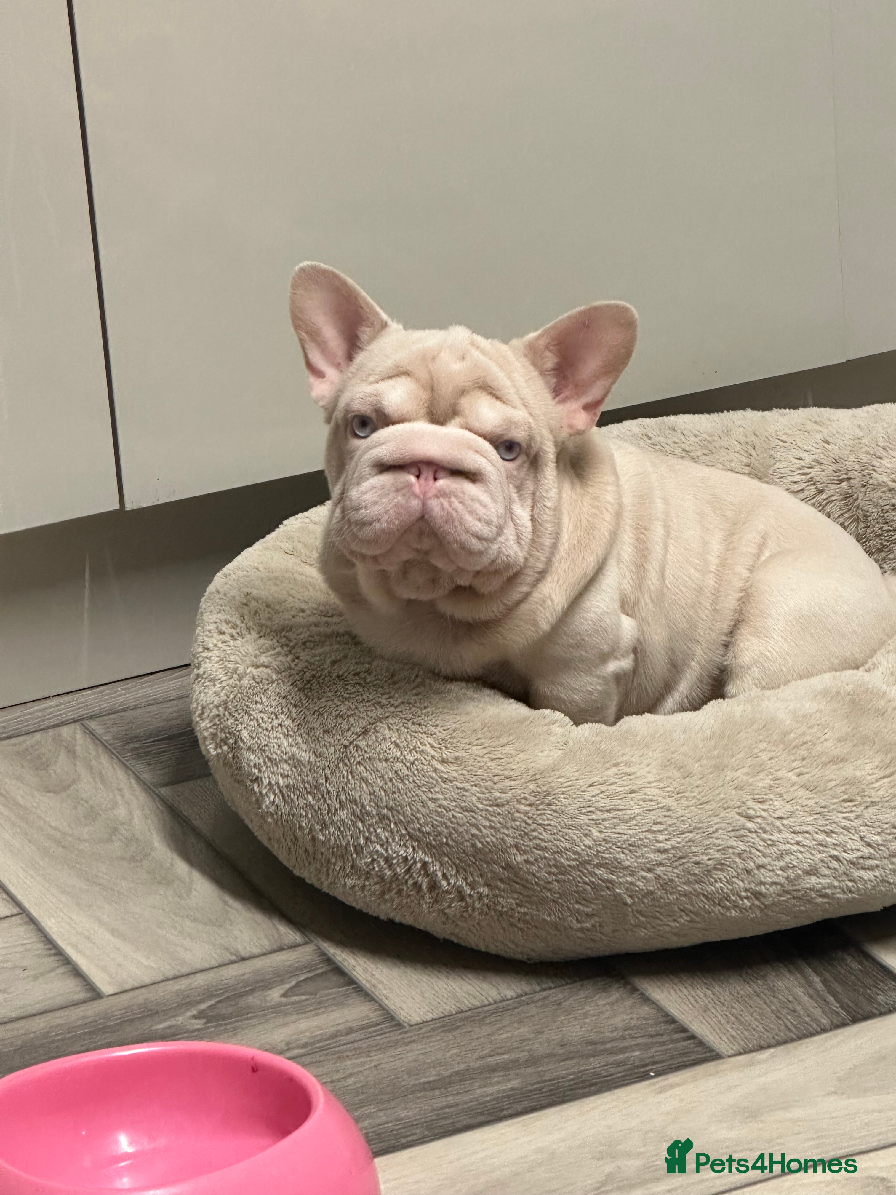 French Bulldog dogs 🚨PINK ACE NINJA🚨  **  PINK MAAJIN BU in Dewsbury - Advert 10