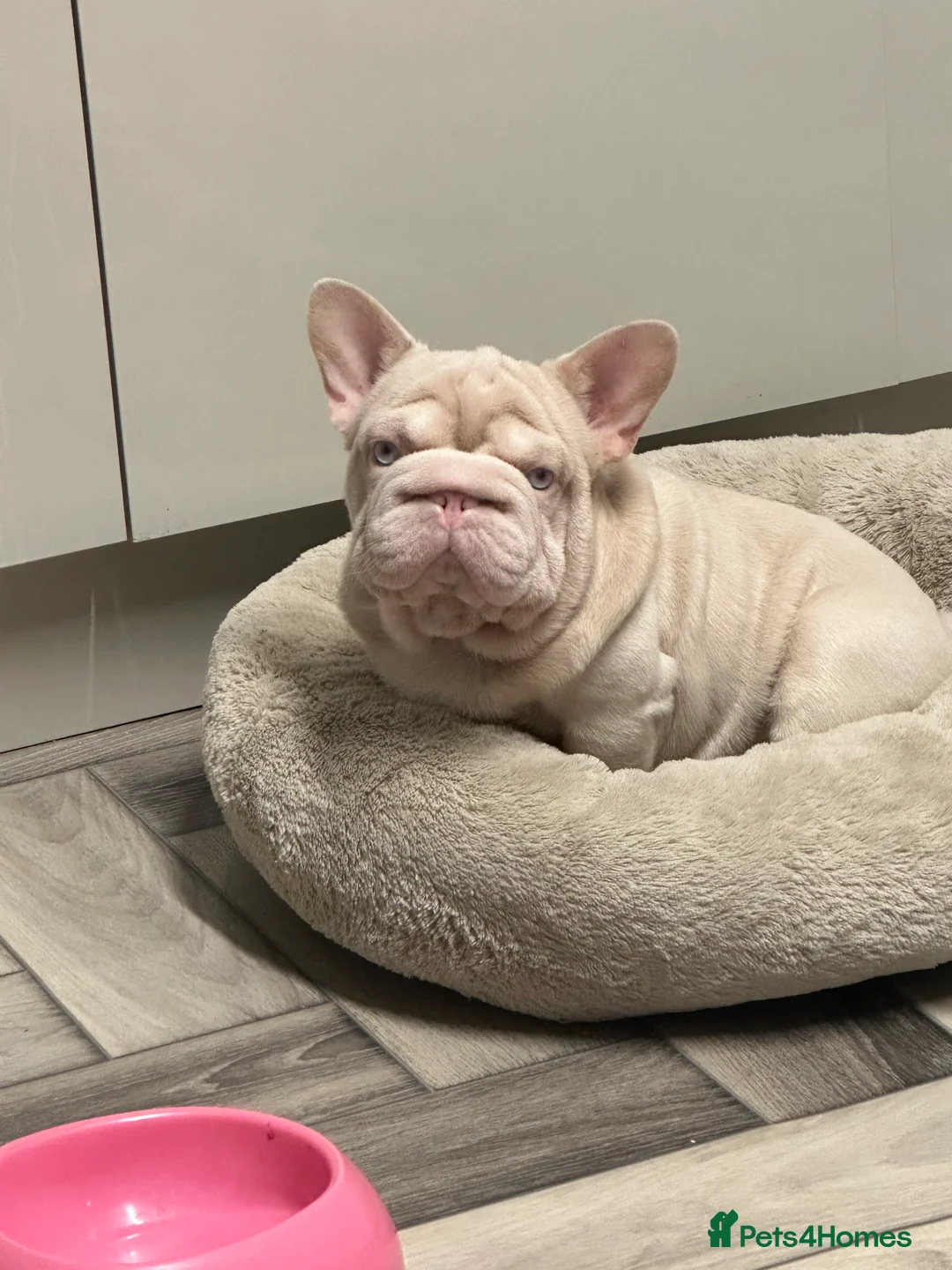 French Bulldog dogs for stud: 🚨PINK ACE NINJA🚨  **  PINK MAAJIN BU in Dewsbury - Advert 1