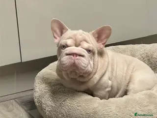 French Bulldog dogs 🚨PINK ACE NINJA🚨 ** PINK MAAJIN BU in Dewsbury - Advert 15