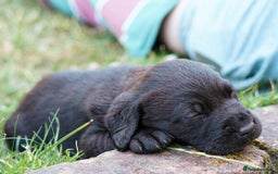 Labrador Retriever dogs for sale: Black Pure bred kg reg Labrador for sale  - Image 4