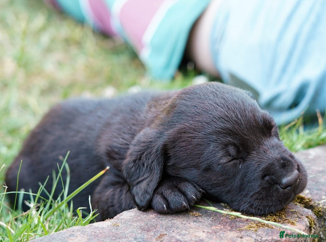 Labrador Retriever dogs for sale: Black Pure bred kg reg Labrador for sale  - Image 4
