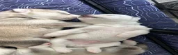 Utonagan dogs for sale: Malamute/Siberian Husky puppies in Swindon - Advert 18