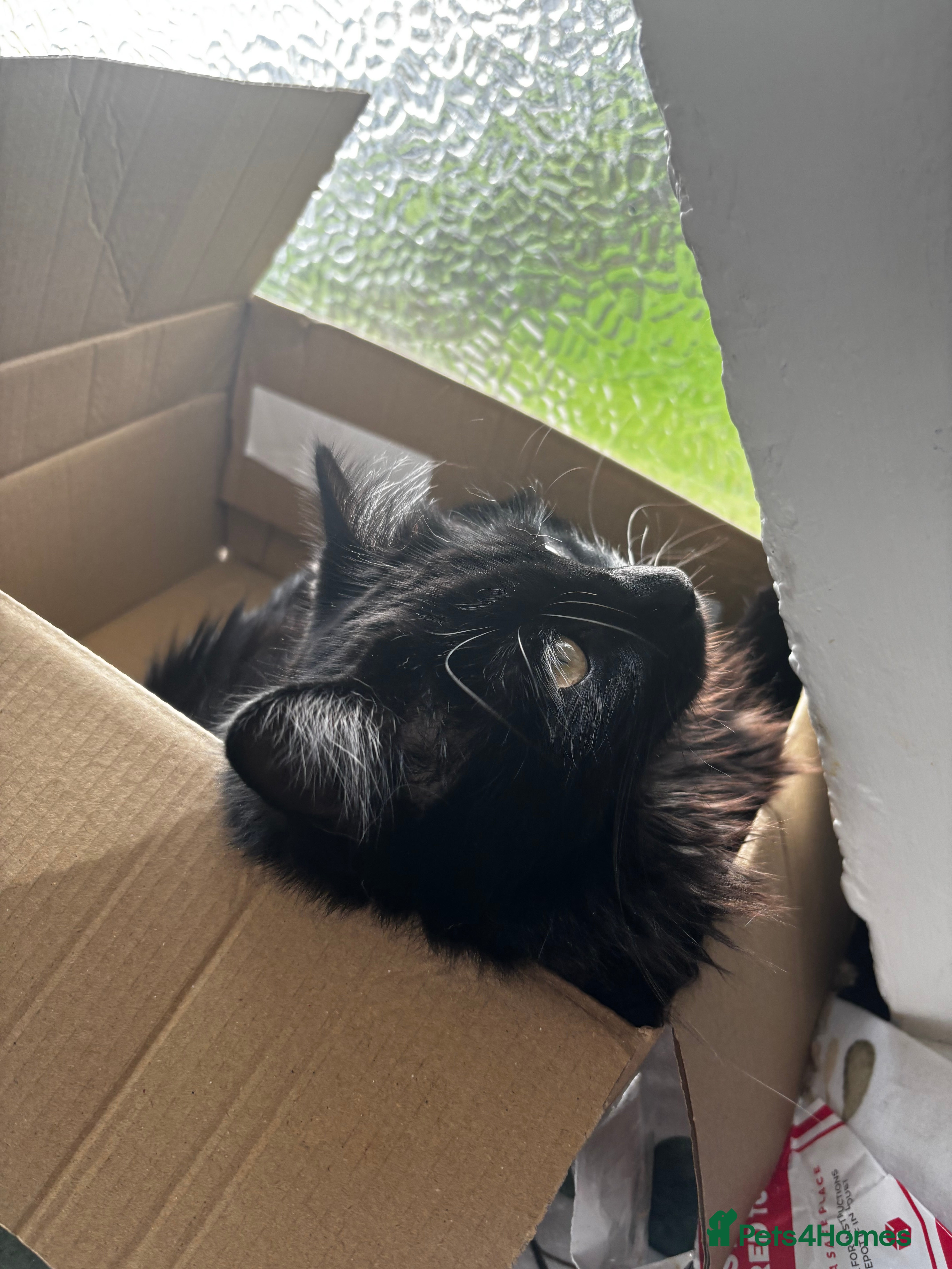 Mixed Breed cats Black long fur female free to home  - Advert 9