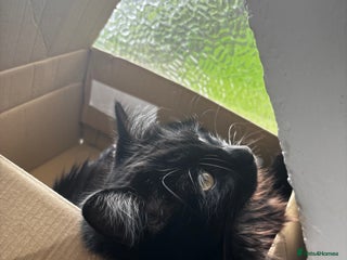 Mixed Breed cats Black long fur female free to home - Advert 1