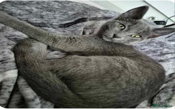 Mixed Breed cats for sale: adorable kittens ready on 20/09/25 - Image 4