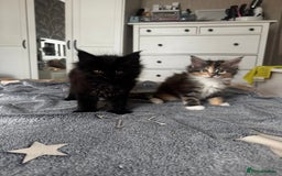 Maine Coon cats for sale: 1 BLACK SMOKE BOY 1 TORTIE GIRL MAINE COON KITTENS - Image 7