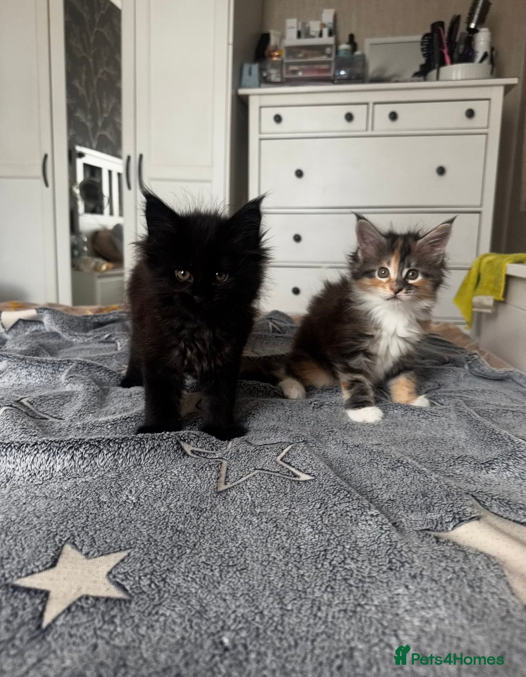 Maine Coon cats for sale: 1 BLACK SMOKE BOY 1 TORTIE GIRL MAINE COON KITTENS - Image 7