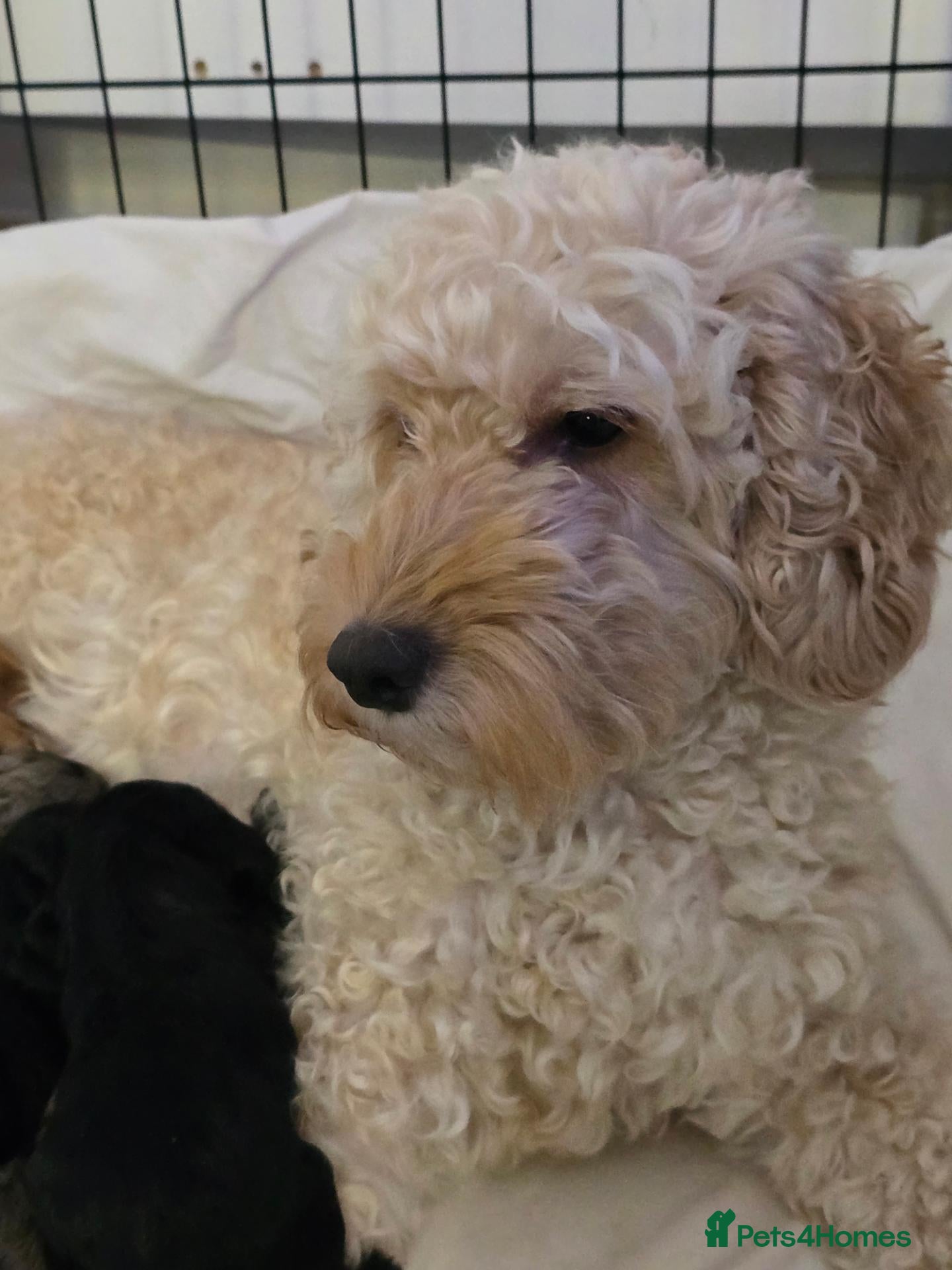 Cockapoo dogs Cockapoos  - Advert 3
