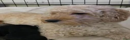 Cockapoo dogs for sale: Cockapoos  in Airdrie - Advert 1