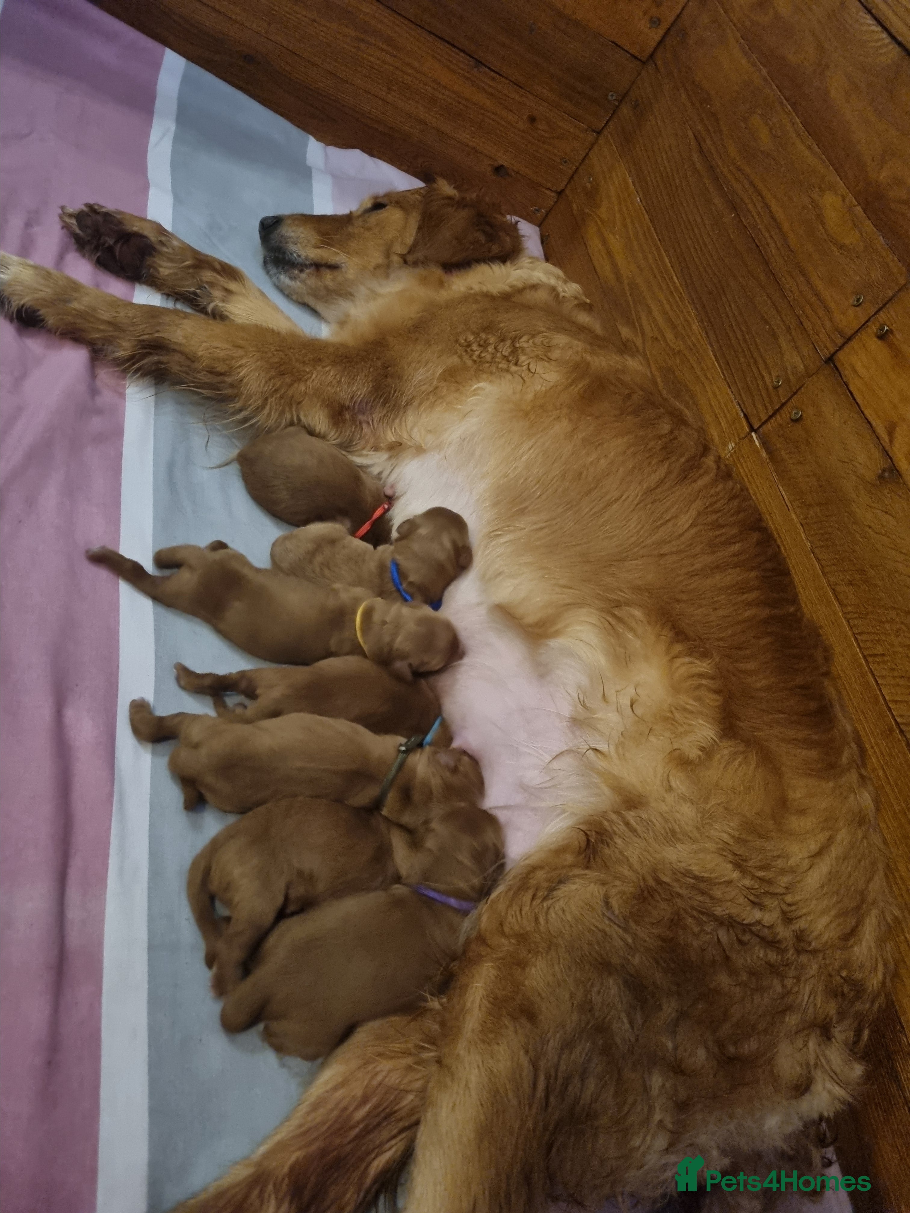 Mini Goldendoodle dogs F1 Fox Red Health Tested Mini Goldendoodles - Advert 1