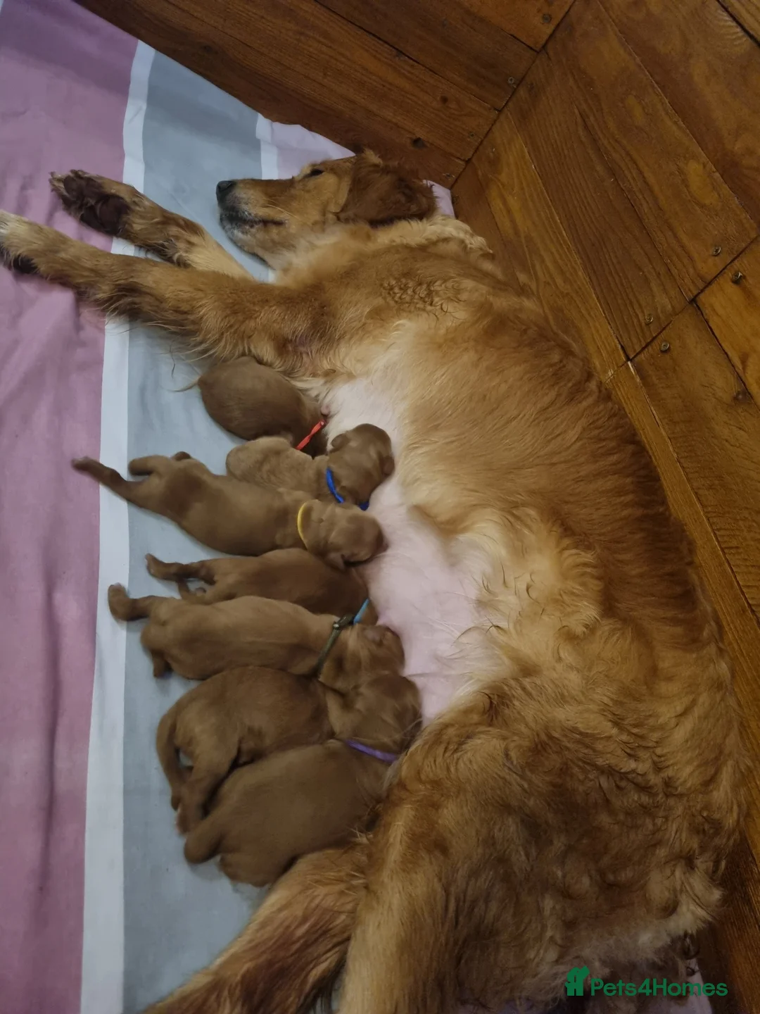 Mini Goldendoodle dogs for sale: F1 Fox Red Health Tested Mini Goldendoodles - Advert 1