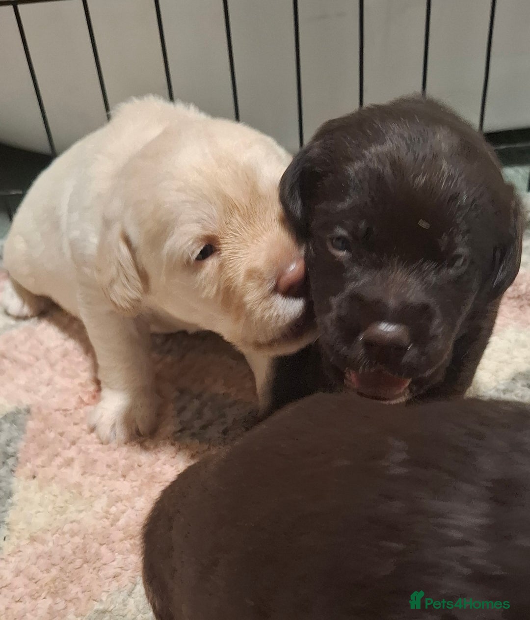 Labradoodle dogs for sale: Beautful labradoodle puppies available for sale  - Advert 11
