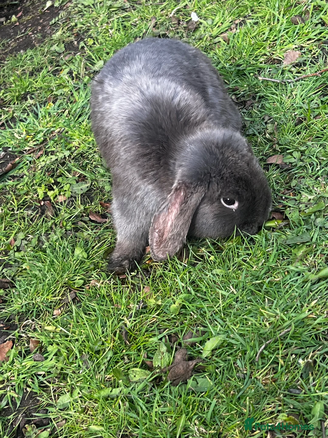 Mini Lop rabbits for sale: Mini loop - Advert 2