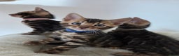 Bengal cats for sale: Tica register Bengal Kittens 😸  - Advert 3
