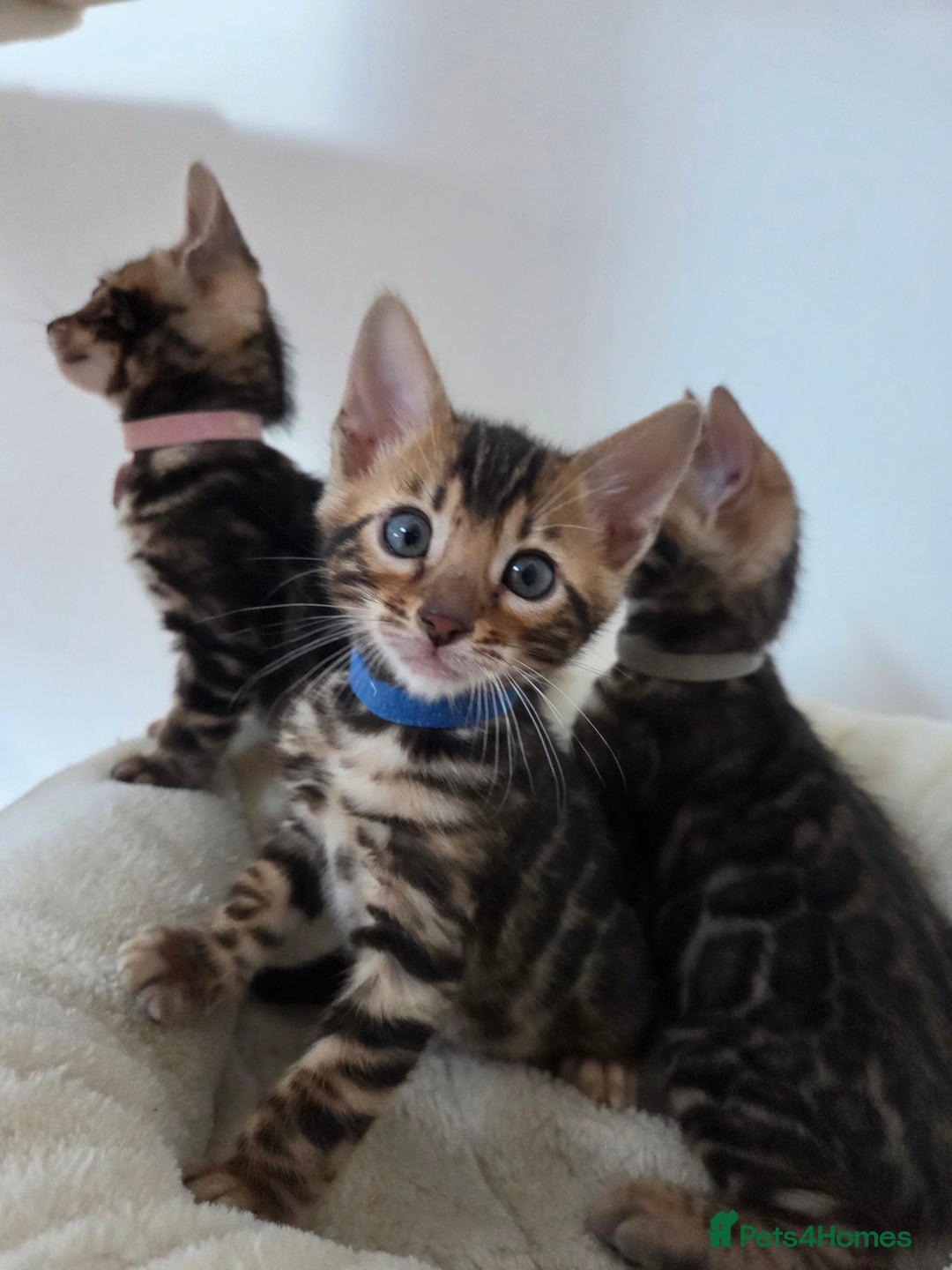 Bengal cats for sale: Tica register Bengal Kittens 😸  - Advert 3