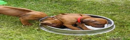 Rhodesian Ridgeback dogs for sale: A Distinctive Ridge, An Unforgettable Companions in Huddersfield - Advert 6