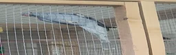 Ringnecks birds for sale: Juveniles ringnecks - Advert 3