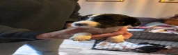 Sprocker dogs for sale: Sprocker Puppies For Sale - Advert 6