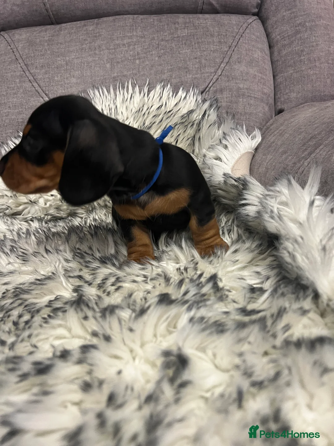 Dachshund dogs for sale: Adorable Dachshund puppies 4 boys 2 girls - Advert 24