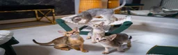 Abyssinian cats for sale: Bonbon – Ready Now | Exceptional Silver Abyssinian - Advert 19