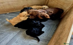 Cockapoo dogs for sale: F1 cockapoos  - Image 7