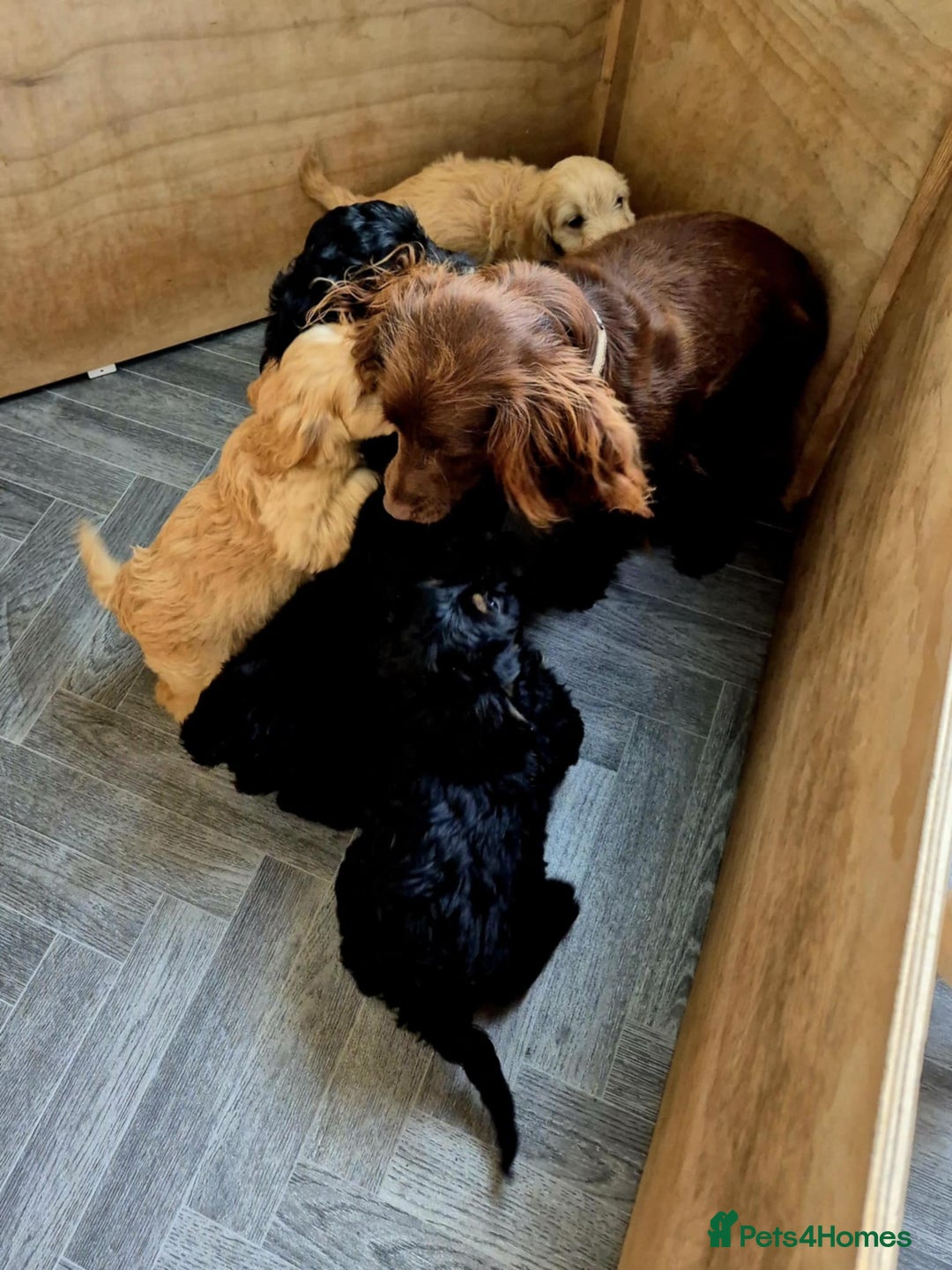 Cockapoo dogs for sale: F1 cockapoos  - Image 7