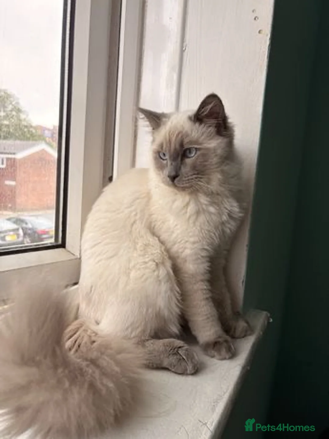 Ragdoll cats for sale: ragdoll boy  - Advert 2