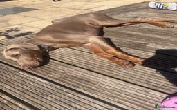 Dobermann dogs for sale: Isabella Male Doberman Puppy - Image 5