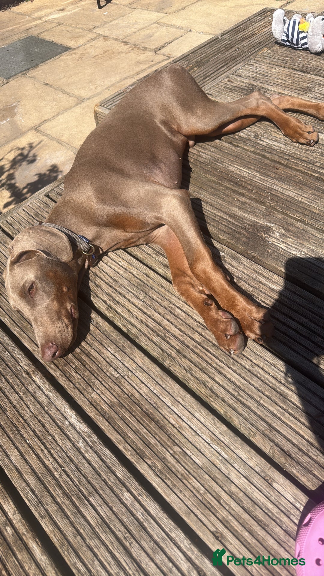 Dobermann dogs for sale: Isabella Male Doberman Puppy - Image 5
