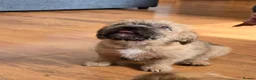 Mixed Breed dogs for sale: Ready for new home Shih Tzu cross puppies in Bury - Advert 4