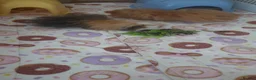 Guinea Pig rodents for sale: 2 Lunkarya guineas with cage and accessories  - Advert 21